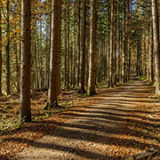 Ein Forstweg führt durch einen herbstlichen Laubwald.