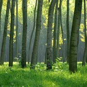 Bild eines Waldes