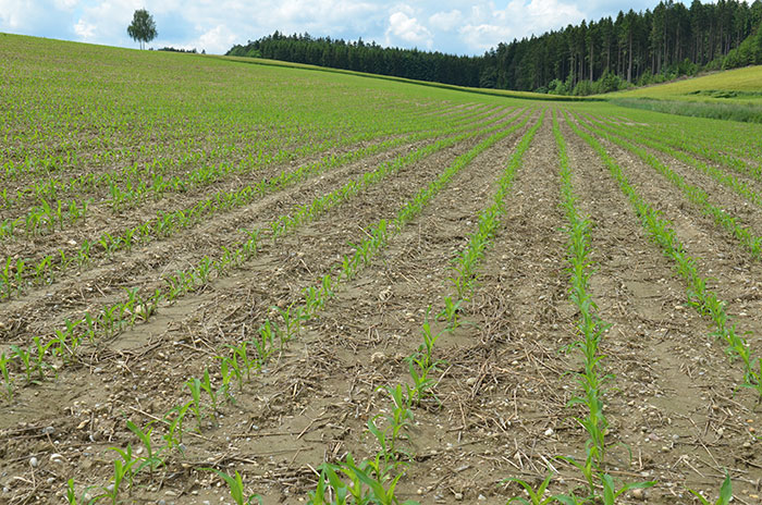 Auf einer Ackerflaeche (Mais) mit Mulchsaat und hangparalleler Bewirtschaftung ist keine Erosion nach einem Starkregen zu erkennen.