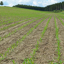 Ackerfläche (junger Mais) mit Mulchsaat und hangparalleler Berwirtschaftung nach einem Starkregenereignis