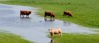 Rinder auf einer durchnässten Weide