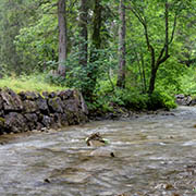 Es ist ein Bach, welcher Hochwasser führt, durch ein Waldstück zu erkennen.