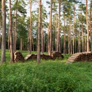 Holzstapel im Wald