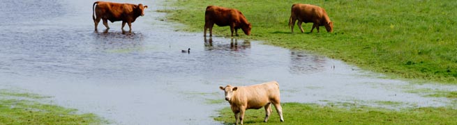 Rinder auf einer durchnässten Weide