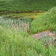 Von Wasser überflutete Aue